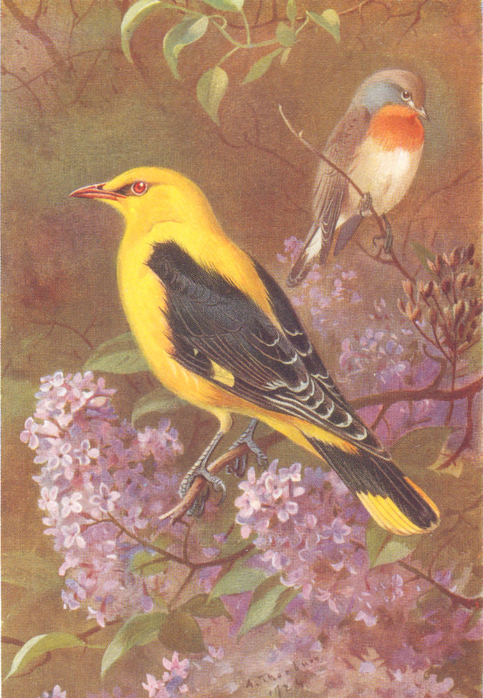 BRITISH BIRDS. Golden Oriole; Red-Breasted Flycatcher. THORBURN 1925 print